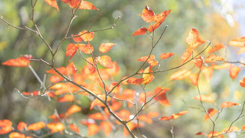 牛公司的年看涨1