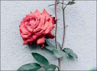 在2021年元旦谈论斗隐