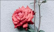 2021年元旦说说抖音