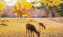 表现心里开心的句子