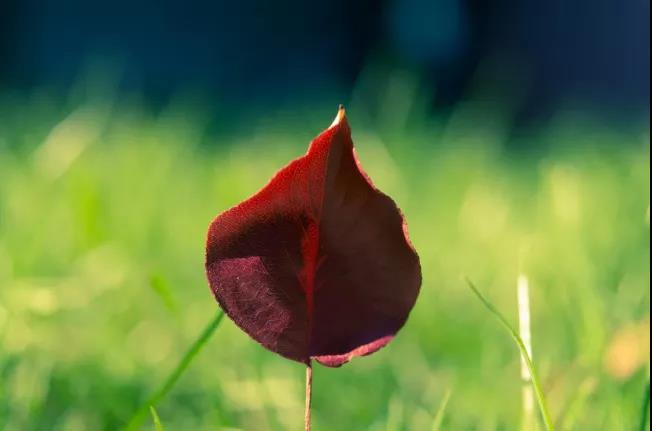 无法形容的悲伤和无奈2