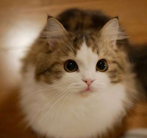 正能量句子,让您每天开心