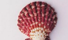 围绕开心写的句子