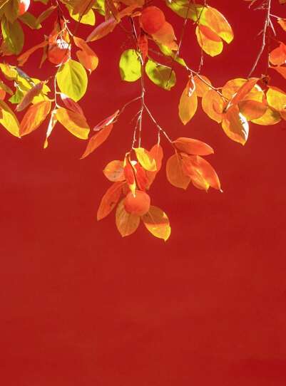 表现良好的句子1