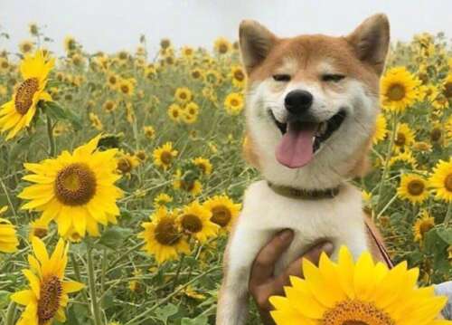 关于不想工作的有趣副本