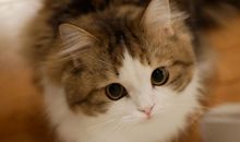 描写老人开心表情动作的句子