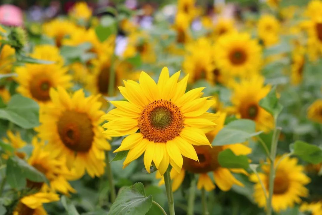 谢谢你认识一个好老板