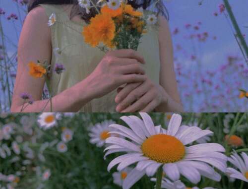 关于邹菊1的审美句子