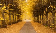 赞美秋天的唯美句子