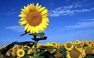 关于男人的句子2