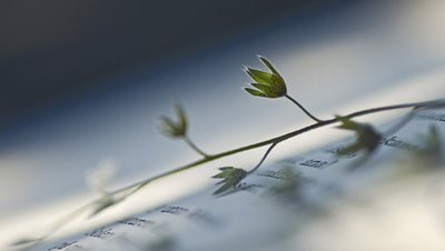 一句关于美丽的爱情1