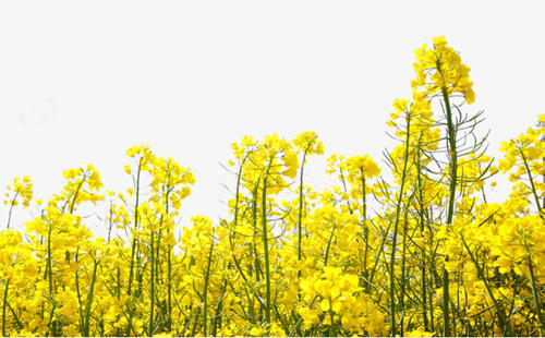 一句话让人开心2