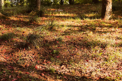 押韵美丽的短句子