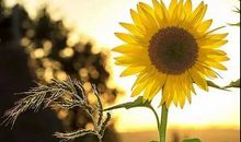 一年的最后一个月的句子 十二月你好