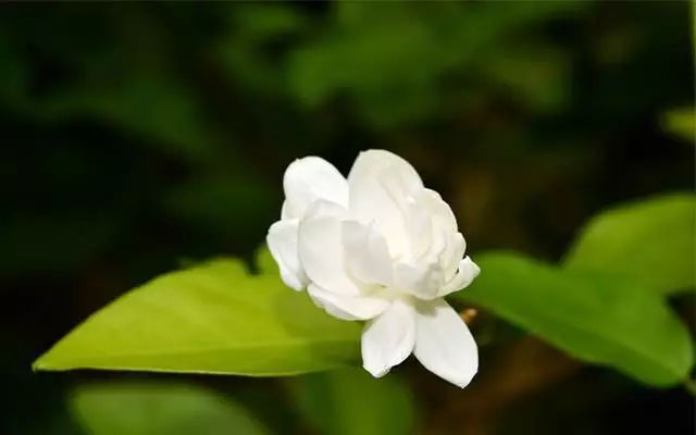 让人们开心的美丽句子2