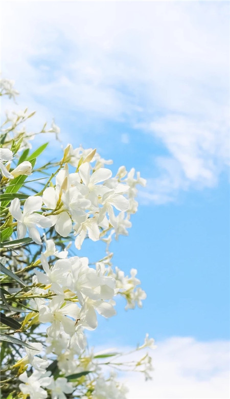 自由快乐的句子1