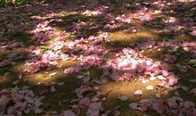 朋友圈表达伤感的句子