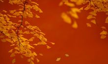 表示过年开心的句子