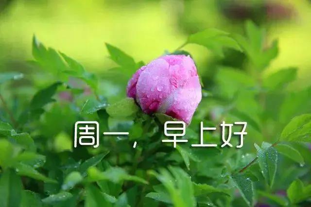 新星期开始时的简短句子