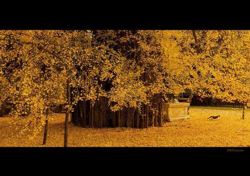 用来描述快乐的孩子放风筝的句子