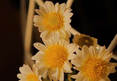 2021新年贺词短句1