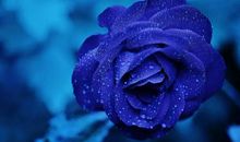 个性签名两个字高冷