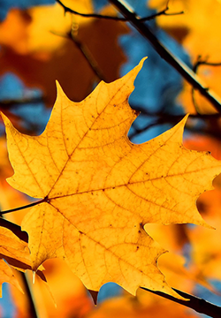 让女人快乐的句子