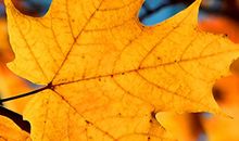 形容女人幸福开心的句子