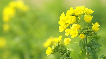 童年快乐的句子