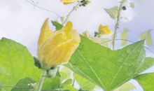 最佳元旦祝福语