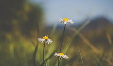 新的一年开心的句子