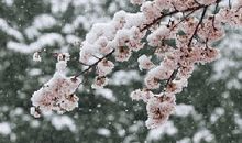 大雪节气的诗歌