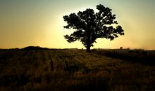 后悔心烦的句子