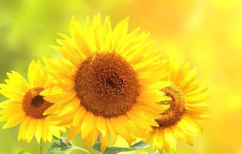 9，感恩是一种生活态度，道德，肺部。如果人们在人之间缺乏感激的心，那么它将不可避免地导致人际关系的寒冷，所以每个人都应该学会“感激”，这对他们目前的儿童尤为重要。