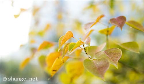 15，春天有一个绿芽，秋天是菊花。夏天有白色莲花，冬天有雪落。年年，日复一日，心情是你的财富，我必须有一个新的一年，你准备好了吗？祝你幸福！