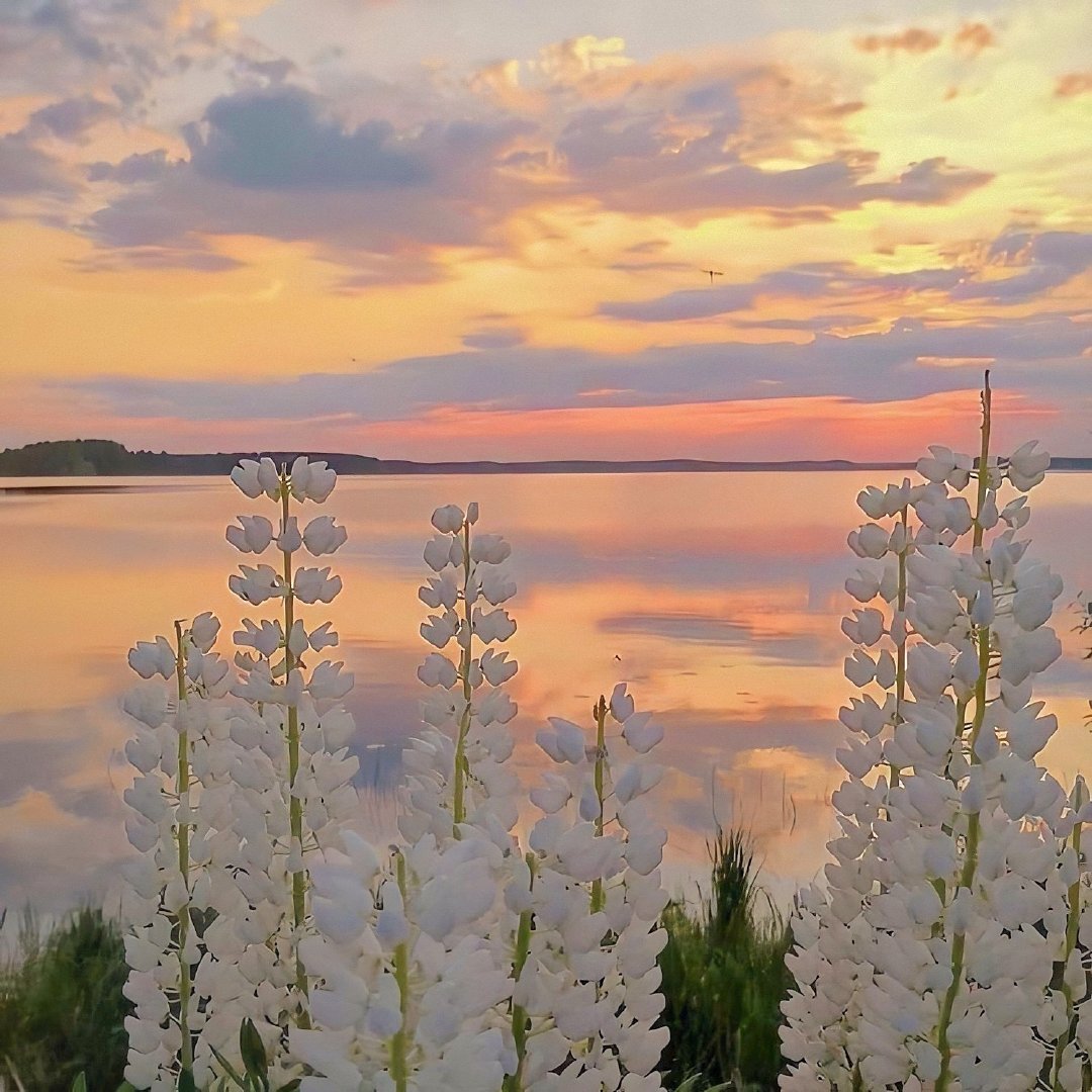 诗意短暂的句子