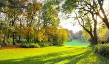 描写梧桐友情的句子