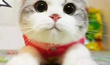 单身汉沙雕句子