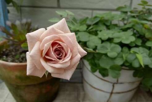 15.如果我学到了良好的脾气，如果我学会了一点对待人，如果我原谅人，我不会想到我的母亲。