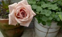 亲情之间有点空隙句子