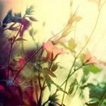 关于家庭回报的判决