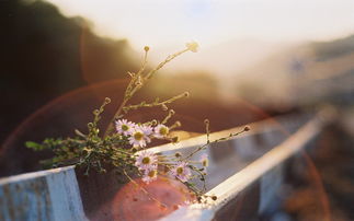 赞美句子2句子2