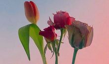 真心话大冒险的经典句子