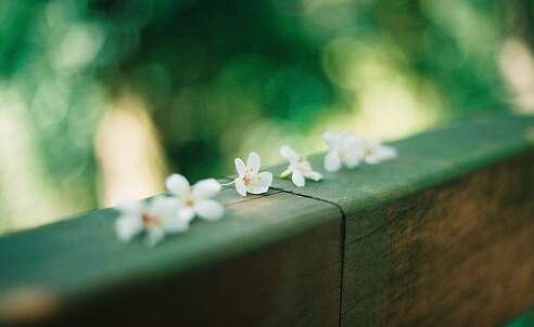 写一个美丽的句子