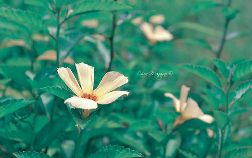 家庭伤害句子告诉心情