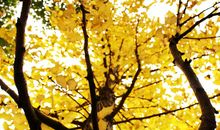 进入秋天的说说