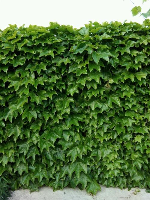 朋友谈论简单的生活