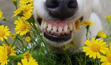 交人不交狗的经典句子2020