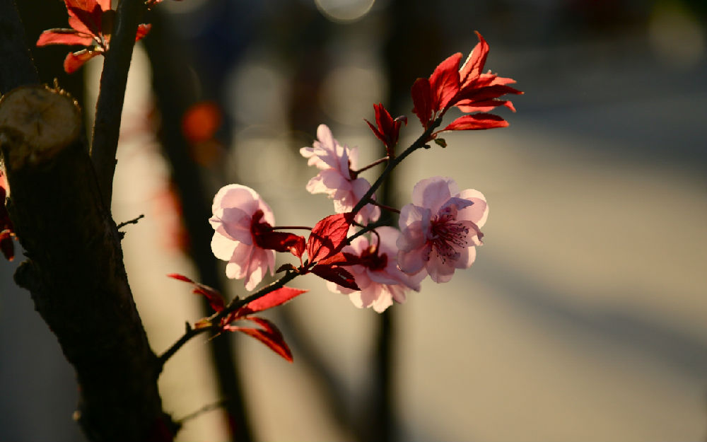 在2020年底，爱情很漂亮。