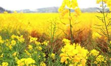 油菜花文案短句